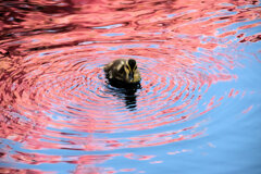 私の散歩道・・せせらぎ遊歩道　１０