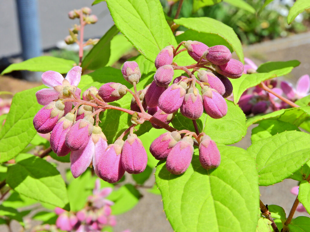 サクラウツギ（桜空木）６