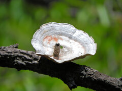 朽ちたソメイヨシノにキノコ