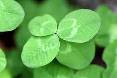 四ツ葉のクローバー２