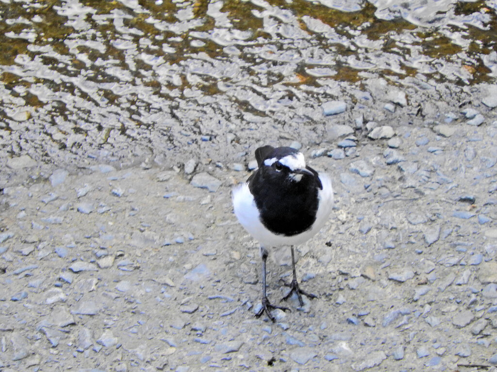 セグロセキレイ　５