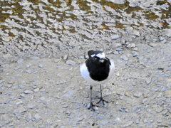 セグロセキレイ　５