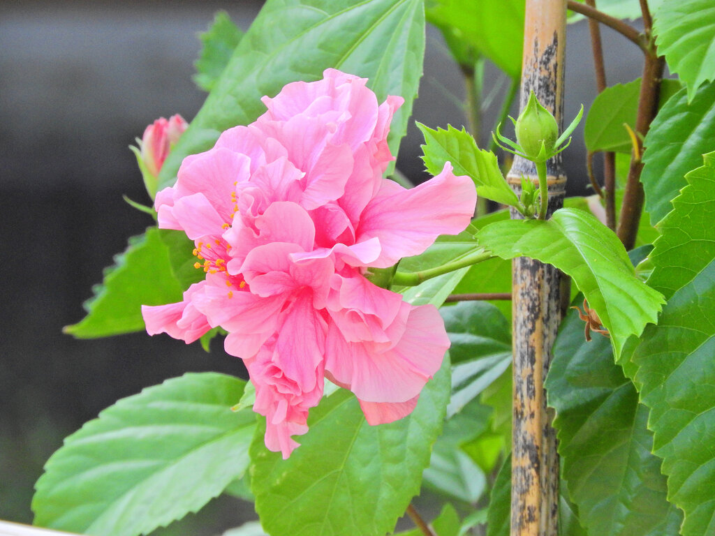 ハイビスカス４