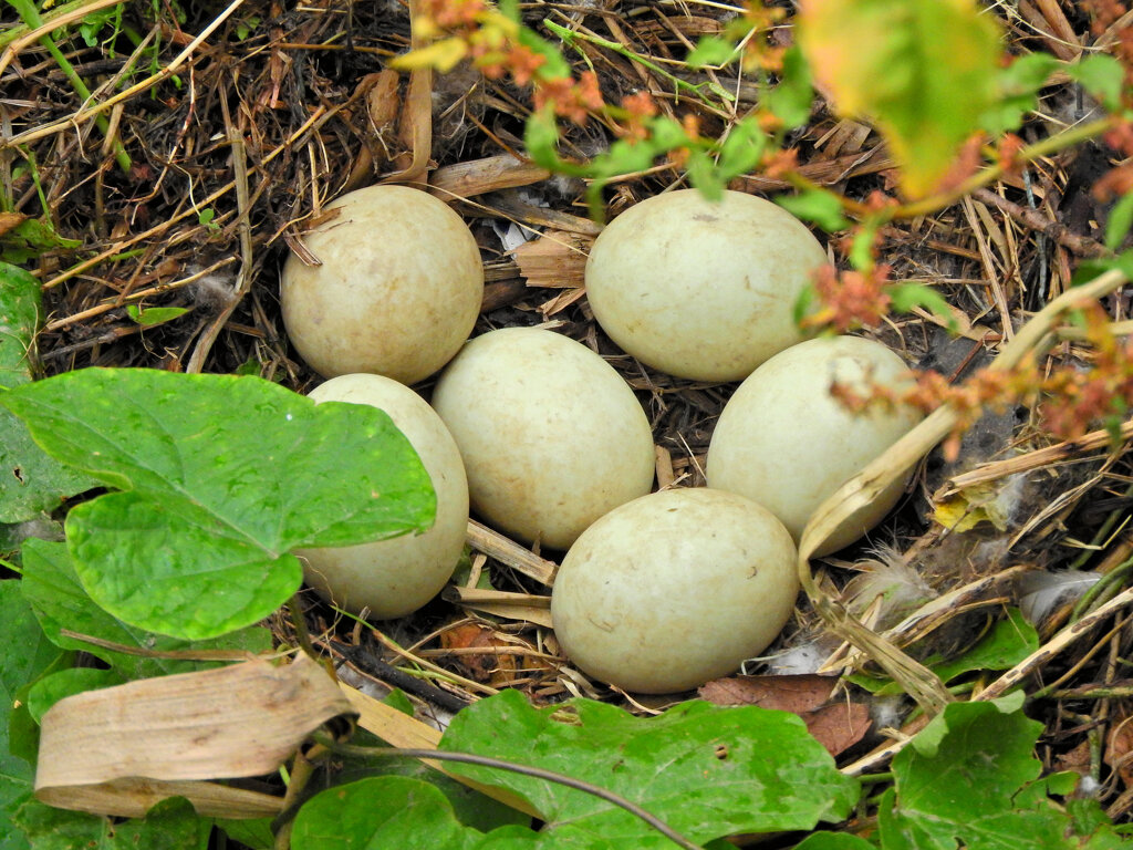 カルガモの卵です・・・