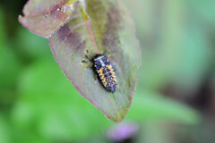 ナミテントウの幼虫