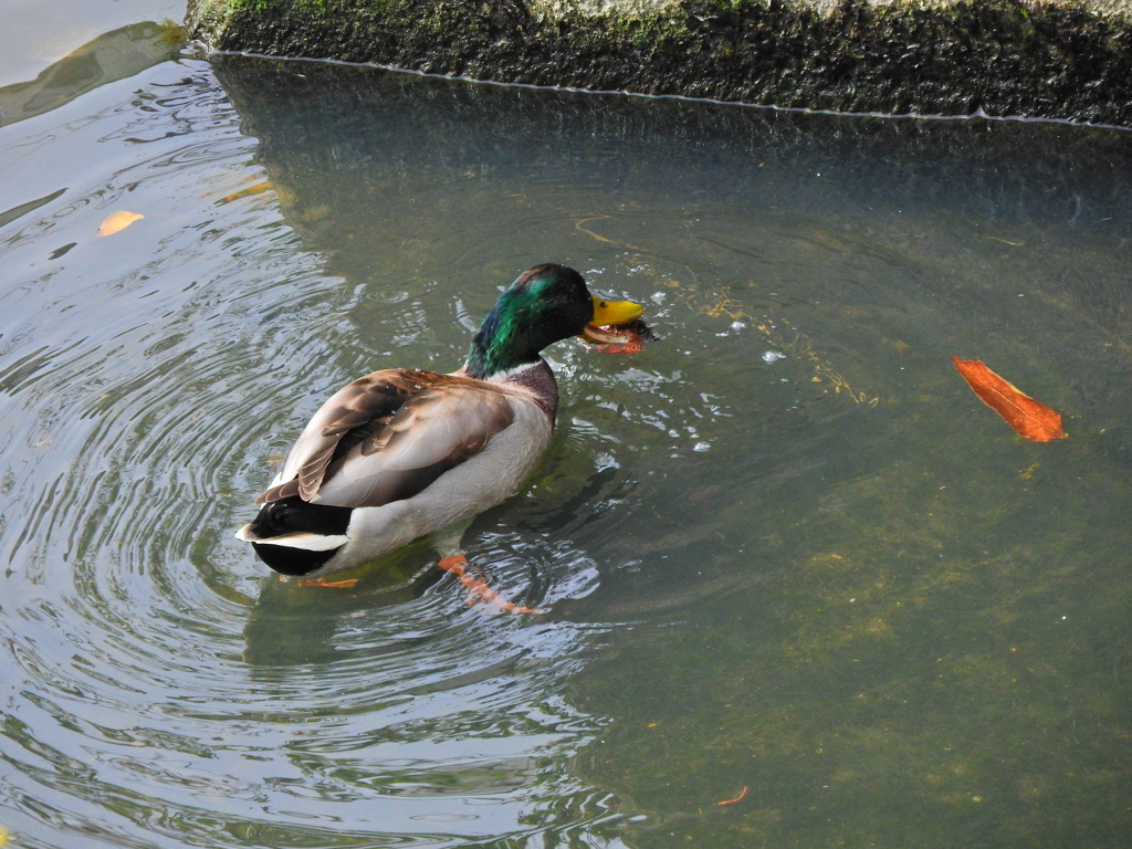 矢上川でマガモさんザリガニを捕獲するも持て余す１