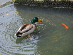 矢上川でマガモさんザリガニを捕獲するも持て余す１