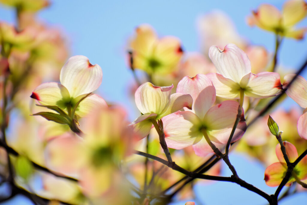 花水木　９