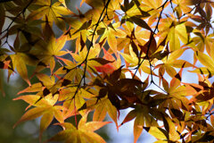 近所のお寺の紅葉　６