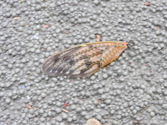 アブラゼミさん　蟻さんに運ばれて・・・