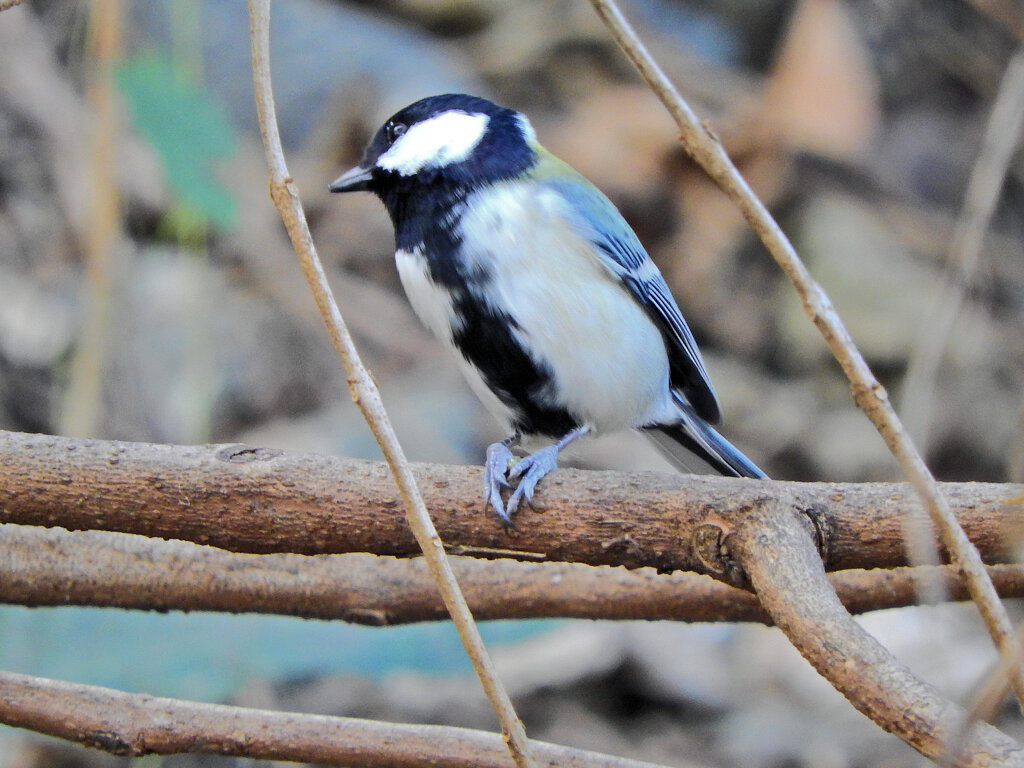 シジュウカラ　５