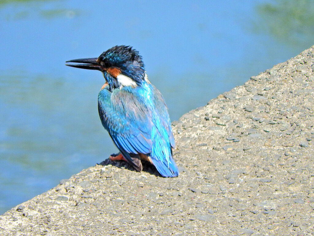 久々のカワセミさん　１