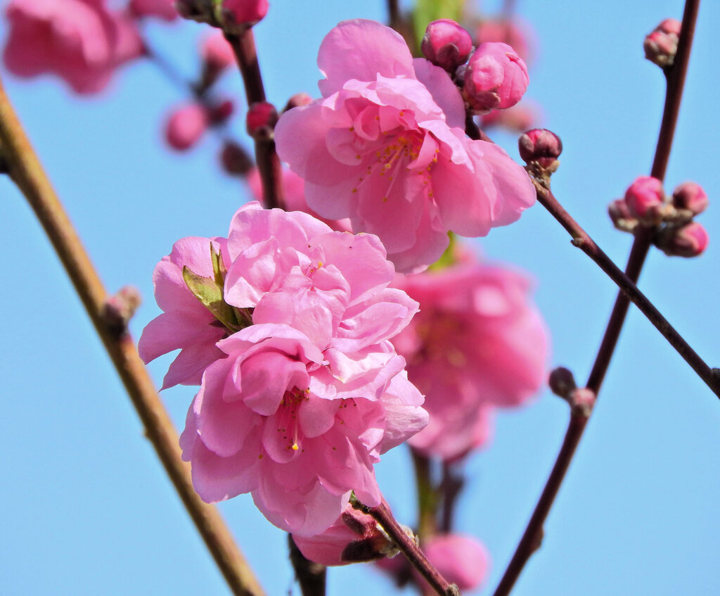 花桃が開花　５