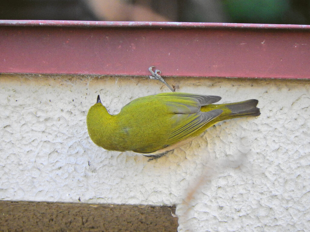 メジロ　さん　４