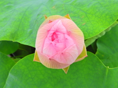 溝ノ口　大蓮寺　蓮の花　９
