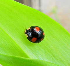 ナミテントウ　 甲虫目　カブトムシ亜目　テントウムシ科　テントウムシ亜科