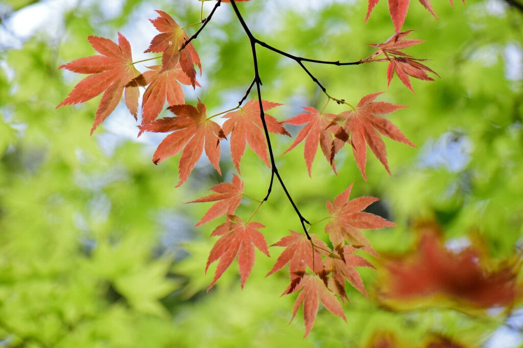 春紅葉　美しい　１８