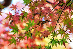 紅葉　②