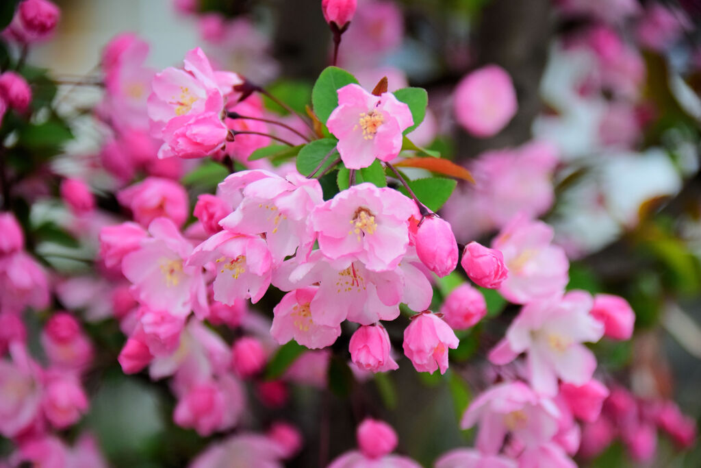ハナカイドウ　(花海棠)　１