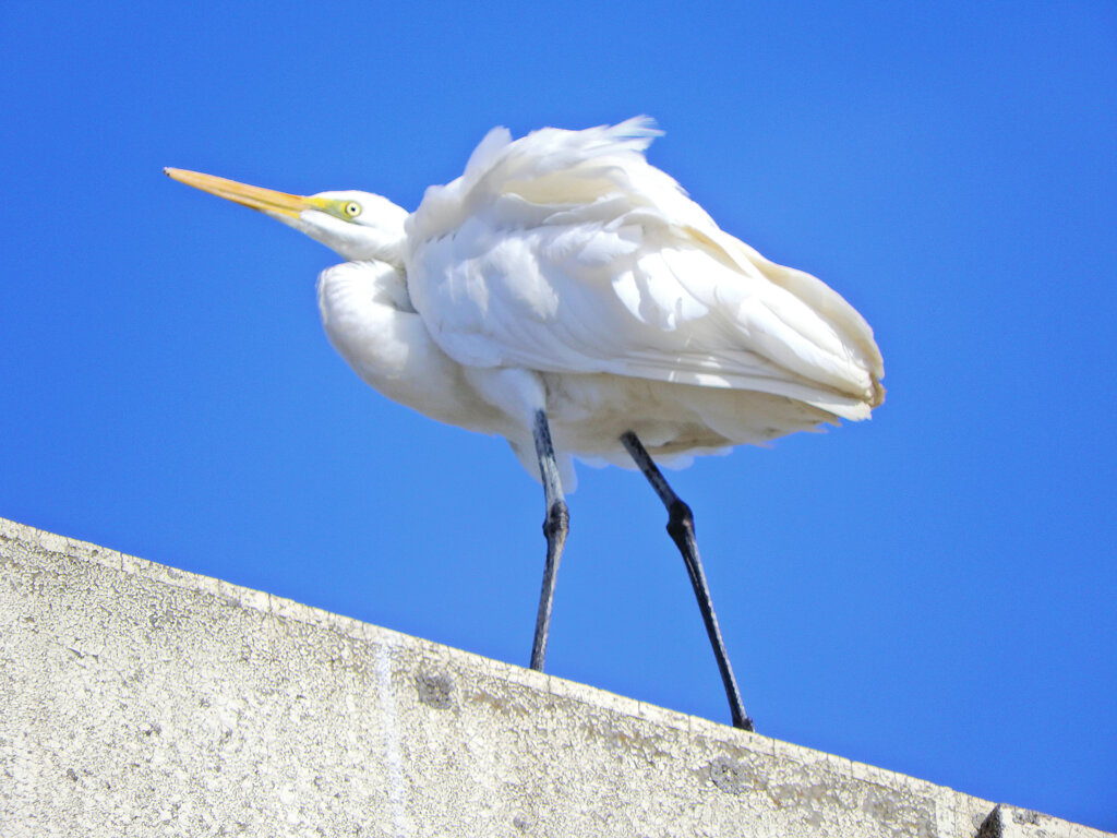 ダイサギ５