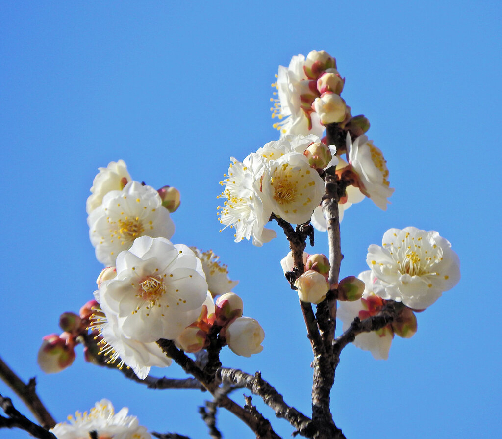 白梅が開花　４