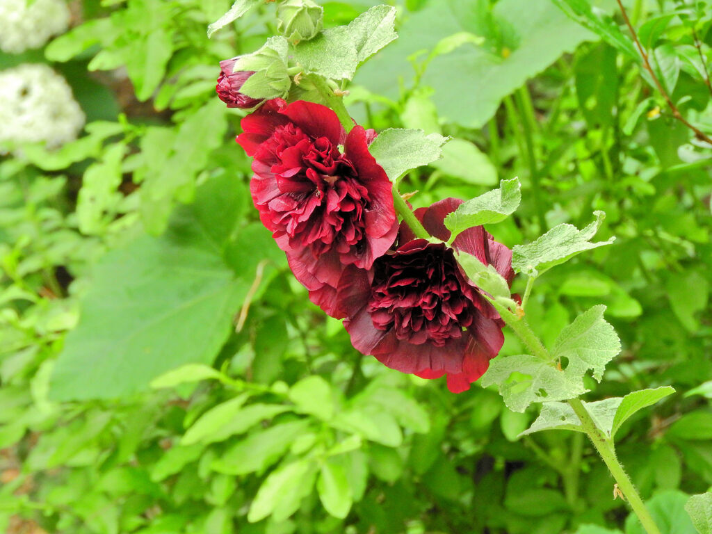 八重咲き立葵　１