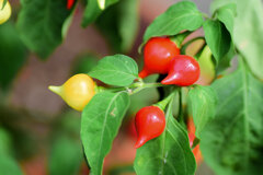 観賞用ピーマン『雫』２