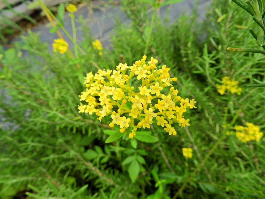 女郎花　１
