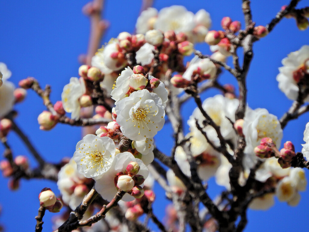 白梅が開花　７