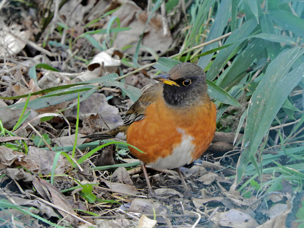 アカハラ　１
