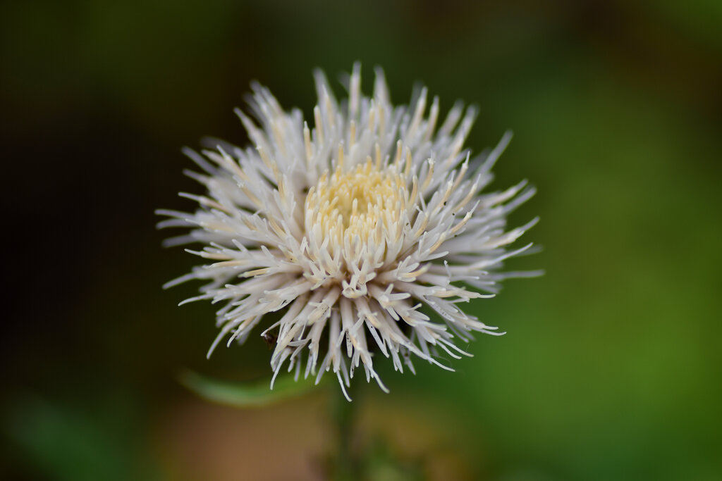 しろばなのあざみ (白花野薊)　１