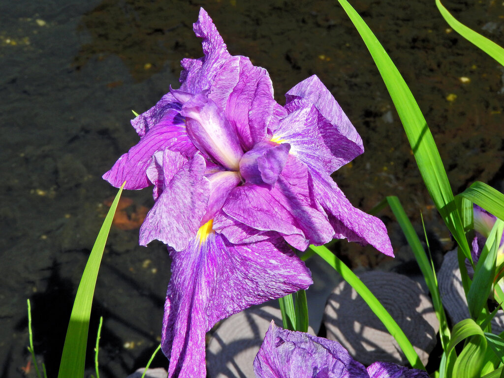 花菖蒲　２