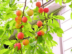 李 （すもも）　(Plum)　１