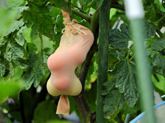 レンタル農園で　こんなトマトになりたくない(￣◇￣;)　４