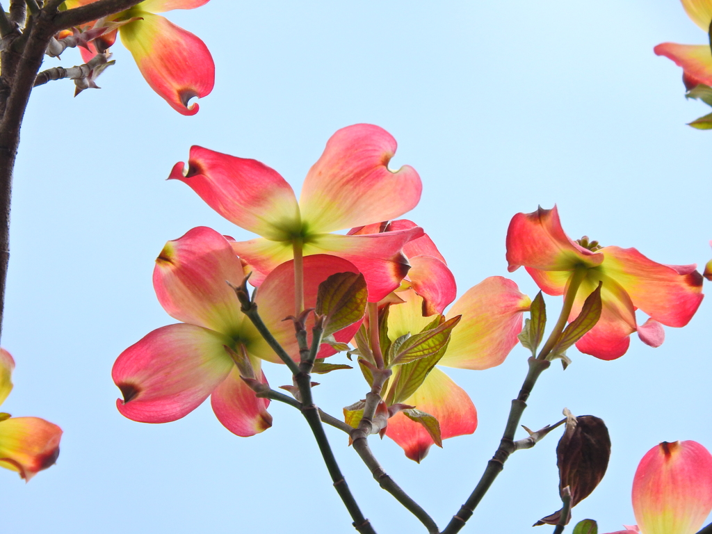 薄紅色の可愛い君・・・♪　ハナミヅキ（花水木）３