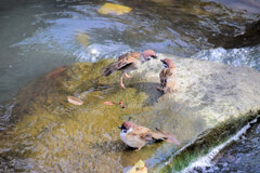 二ヶ領用水路・・チュン⌒(ё)⌒の水浴び４