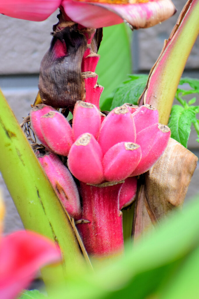 赤実バナナ（ピンクバナナ・アケビバナナ）２