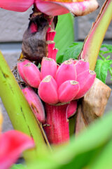 赤実バナナ（ピンクバナナ・アケビバナナ）２