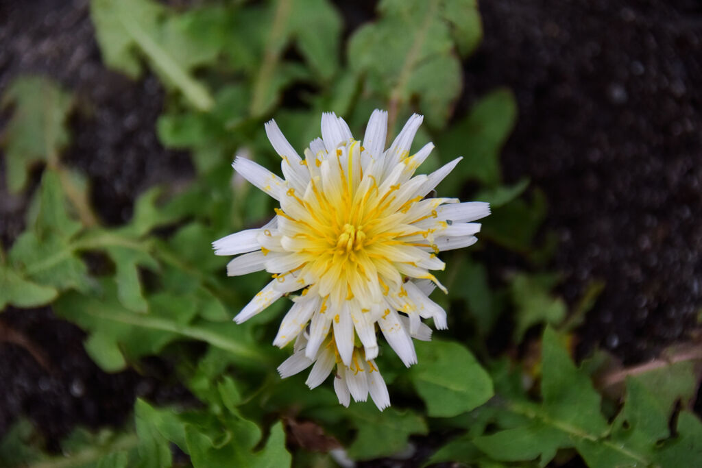 しろばな‐たんぽぽ【白花蒲公英】１