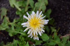 しろばな‐たんぽぽ【白花蒲公英】１