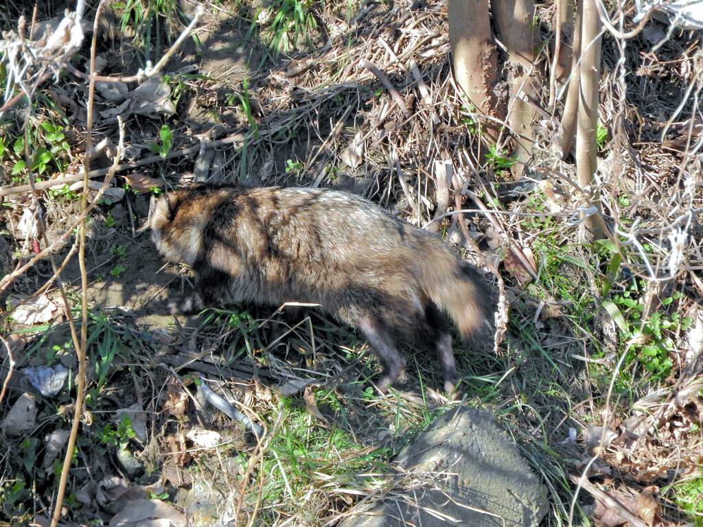 野生の狸さんです　１０