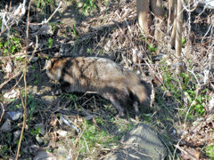 野生の狸さんです　１０