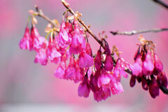 寒緋桜 （かんひざくら）　９