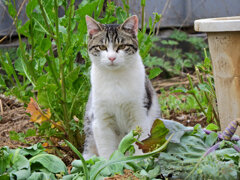 畑のニャンコ(=^☻ω☻^=)　４