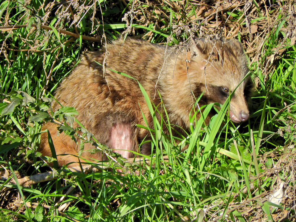 野生の狸さんです　３
