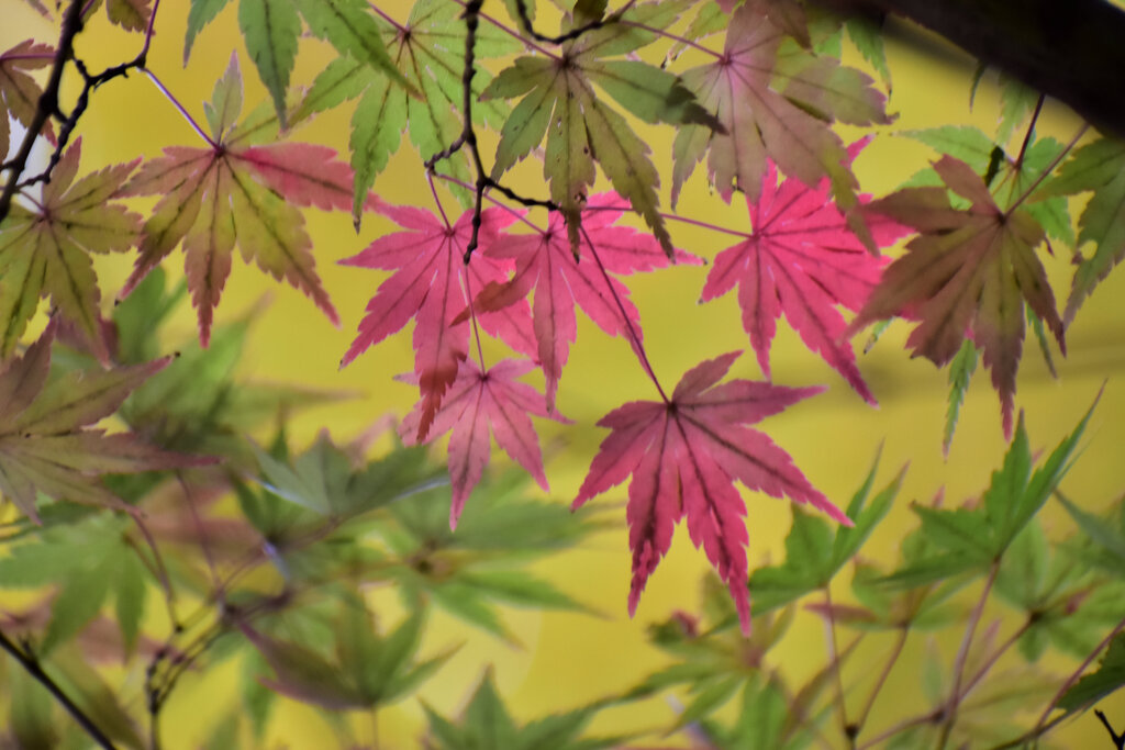 紅葉　６