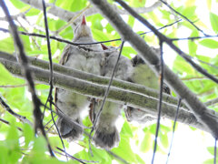 ムクドリの幼鳥?　２