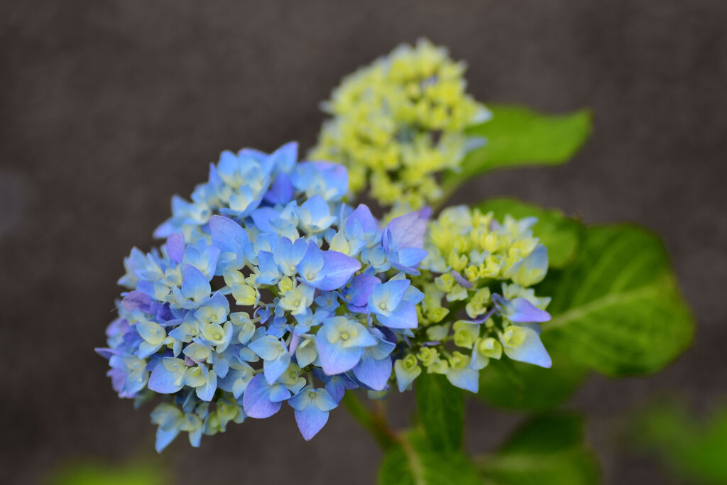 紫陽花が咲き始めました　３