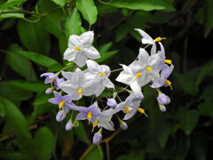 蔓花茄子 （つるはななす）　６