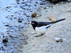 セグロセキレイ　９